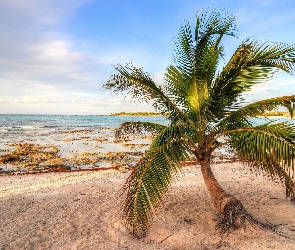 Morze, Palma, Pochylona, Plaża