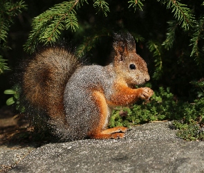 Kamień, Iglak, Wiewiórka