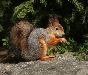 Wiewiórka, Iglak, Kamień