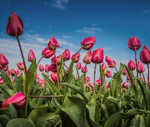 Różowe, Niebo, Plantacja, Tulipany