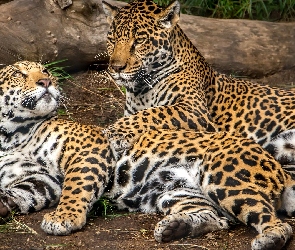 Dwa, Jaguary