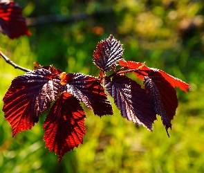 Liście, Czerwone, Leszczyna purpurowa, Gałązka