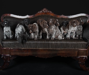 Szczeniaki, Wyżły niemieckie, Sofa