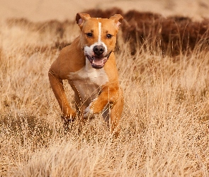 Biegnący, Trawa, Amstaff