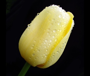 Żółty, Tulipan, Mokry