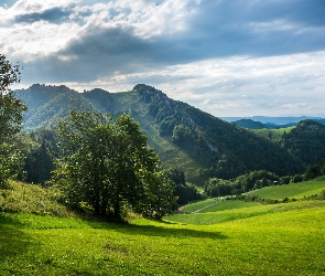 Łąki, Drzewa, Góry