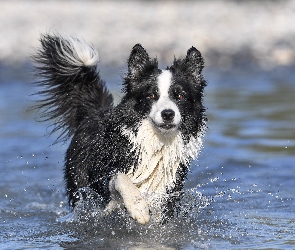 Pies, Rozprysk, Woda, Border collie, Biegnący