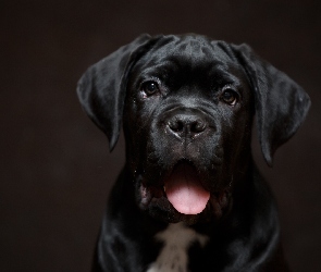 Pies, Język, Cane Corso, Szczeniak, Czarny