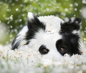 Biało-czarny, Border collie