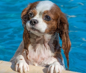 Pies, Cavalier king charles spaniel, Basen, Kąpiel