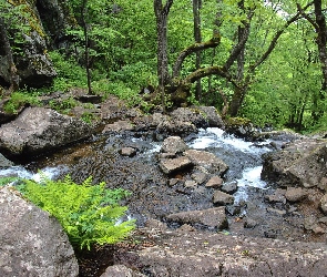 Strumień, Kamienie, Las