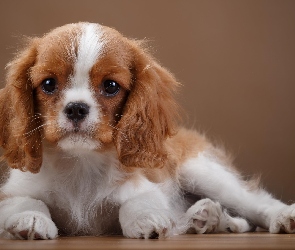 Cavalier King Charles spaniel, Szczeniaczek