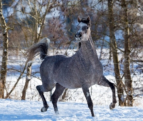 Zima, Drzewa, Siwek, Koń