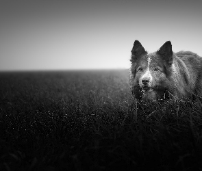 Łąka, Czarno-białe, Border collie, Trawa