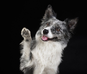 Łapka, Mordka, Pies, Border collie