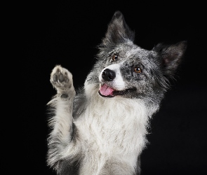 Pies, Łapka, Mordka, Border collie