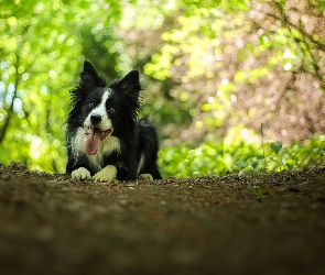 Bokeh, Border collie, Leżący, Pies