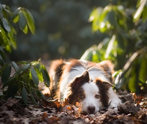 Pies, Liście, Rośliny, Border collie, Leżący