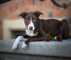 Krótkowłosy, Murek, Kwiaty, Border collie, Pies