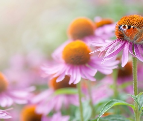 Rusałka pawik, Motyl, Kwiaty, Jeżówka