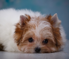 Yorkshire terrier biewer, Szczeniak