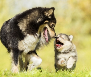 Fiński lapphund, Szczeniak, Dorosły, Pies