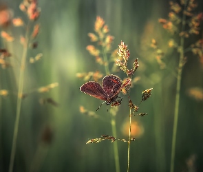 Motyl, Trawa