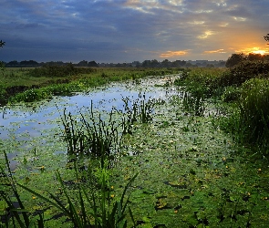 Łąki, Rośliny, Rzeka