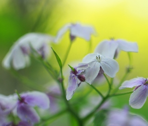 Liliowe, Kwiaty