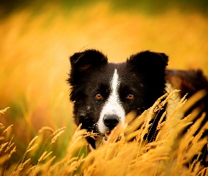 Border collie, Trawy, Zapatrzony