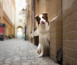 Uliczka, Kamienice, Pies, Border collie