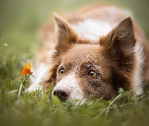 Motylek, Pomarańczowy, Border collie, Trawa