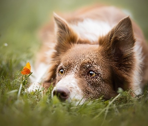 Border collie, Motylek, Pomarańczowy, Trawa