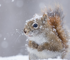Wiewiórka, Zima, Śnieg