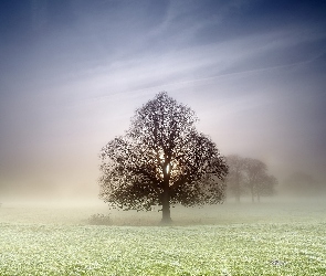 Mgła, Łąka, Drzewo