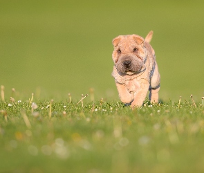 Szczeniak, Trawa, Łąka, Shar pei, Pies