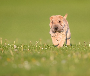 Pies, Trawa, Shar pei, Łąka, Szczeniak