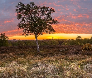 Zachód słońca, Krzewy, Wieś Rockford, Anglia, Pole, Drzewa