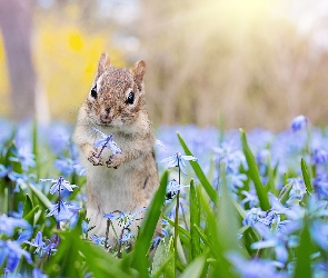 Wiewiórka ziemna, Cebulica syberyjska, Kwiaty, Chipmunk