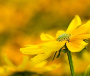 Żółty, Rozmyte tło, Rudbekia, Kwiat