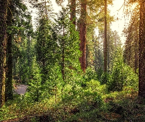 Stany Zjednoczone, Droga, Park Narodowy Kings Canyon, Las, Stan Kalifornia