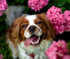 Różowe, Tło, Rozmyte, Hortensje, Springer spaniel walijski