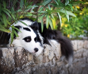 Rośliny, Murek, Pies, Border collie