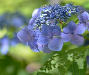Kwiat, Hortensja, Niebieska