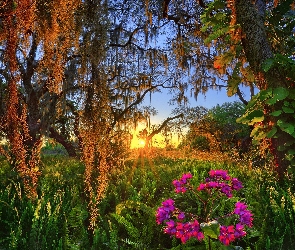 Drzewa, Wschód słońca, Stan Floryda, Kwiaty, Kemping Coleman Landings Campground, Stany Zjednoczone, Lake Wales