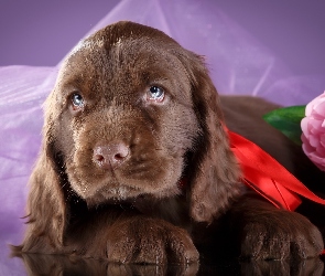 Szczeniak, Piwonia, Kwiat, Spaniel