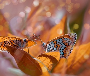 Motyle, Dwa, Tło, Liście, Bokeh, Rozmyte, Przeplatka didyma