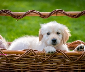 Golden retriever, Koszyk, Szczeniak