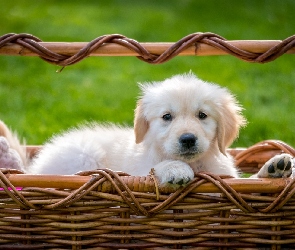 Szczeniak, Koszyk, Golden retriever