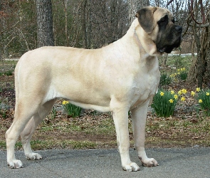 kwiatki, żółte, Mastif angielski, Mastiff